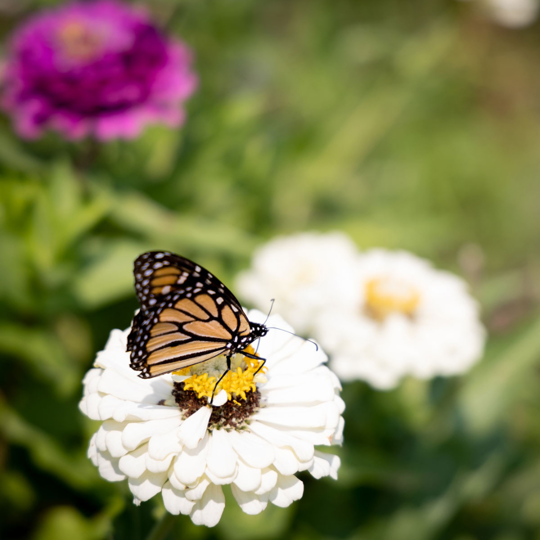 Butterfly Day - logo